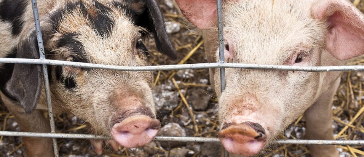 Pig feeding study shows problems with GMOs in animal feed