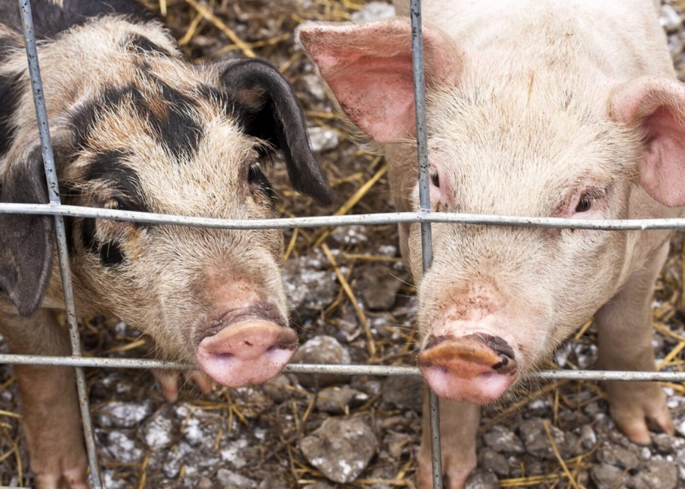 Pig feeding study shows problems with GMOs in animal feed