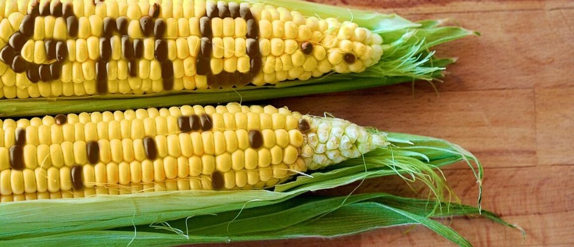 gmo labeled corn