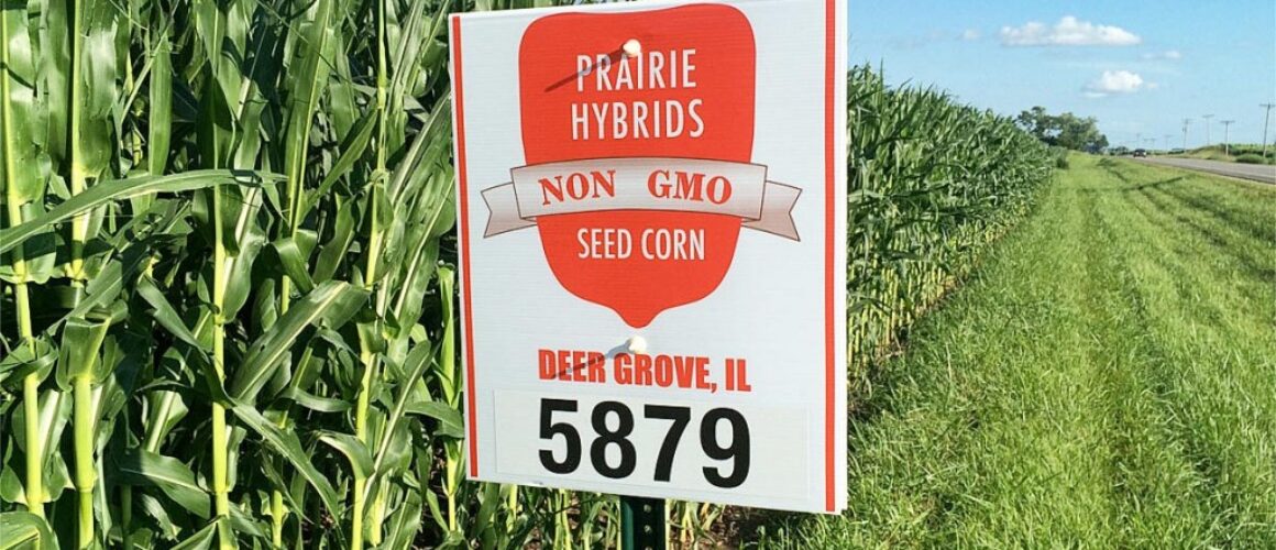 prairie hybrids non gmo seed